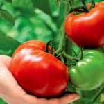 Как просто выращивать помидоры на грядке, проверенные советы