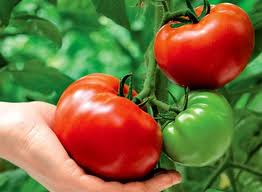 Как вырастить помидоры на грядке