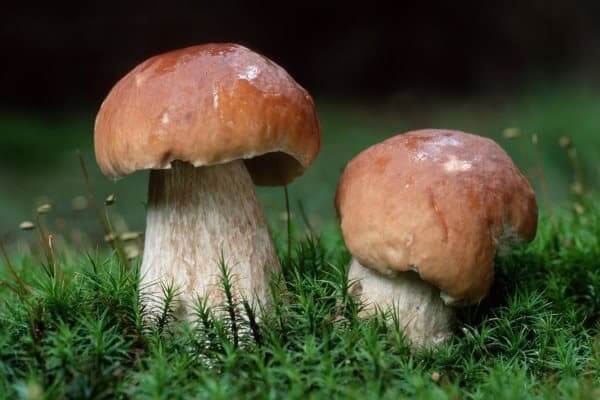 Полезные свойства грибов - ТОП 5 популярных грибов