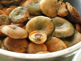 Бабушкины рецепты - соление грибов на зиму