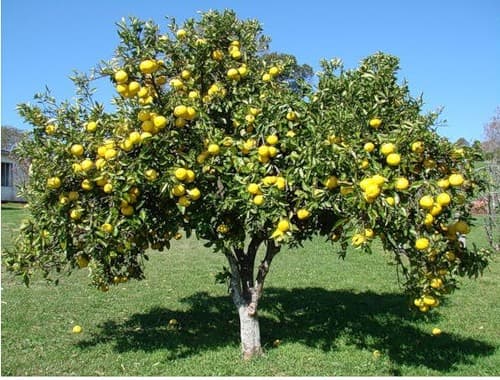 грейпфрутовое дерево