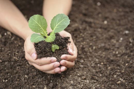 Как выращивать рассаду капусты в домашних условиях, высадка в грунт