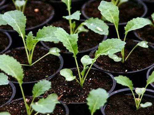 Выращивание капусты брокколи
