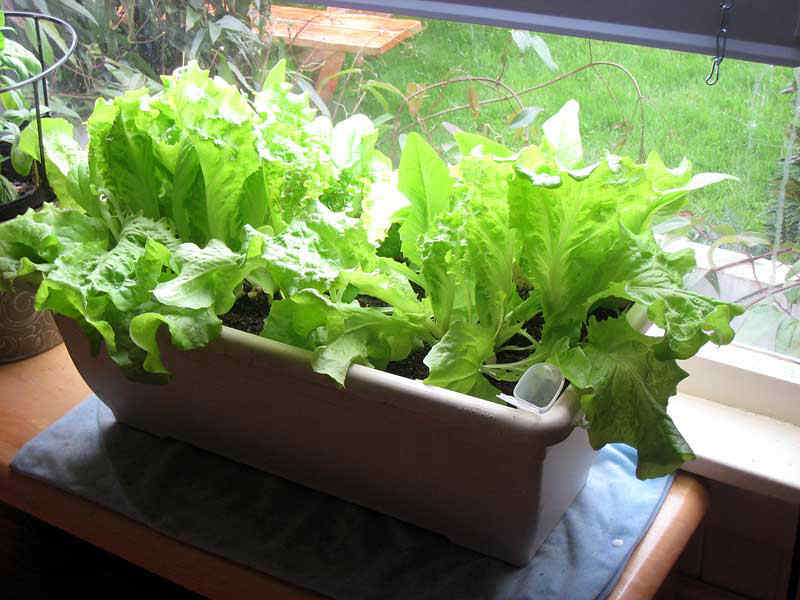 kak vyrastit salat na podokonnike