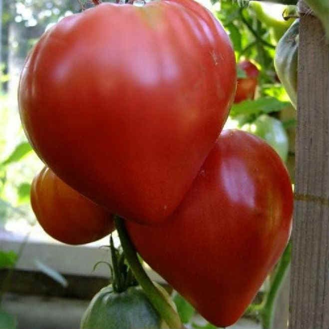 tomat-Orlinoe-serdtse