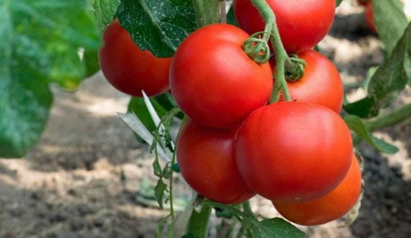 Лучшие сорта томатов для посадки в открытый грунт