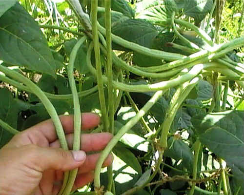 Как выращивать стручковую фасоль в открытом грунте?