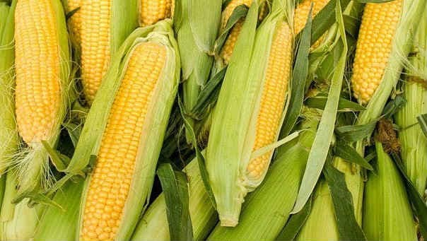 Початки кукурузы