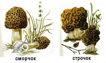 Картинка грибов
