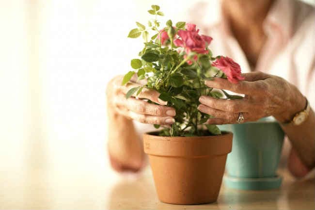 Как вырастить розу из черенка в домашних условиях — практические советы