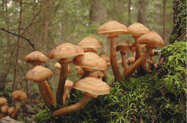 Съедобные грибы опята – фото, описание и полезные свойства