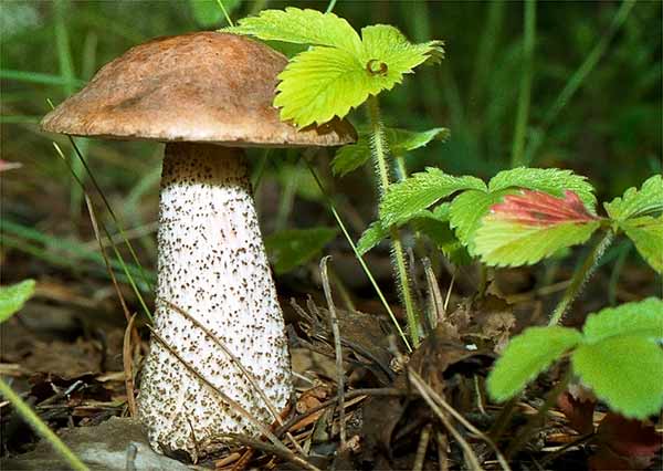 Подберезовик - фото и описание грибов для любителей тихой охоты