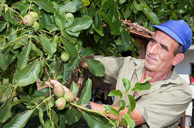 Мужчина собирает урожай грецкого ореха