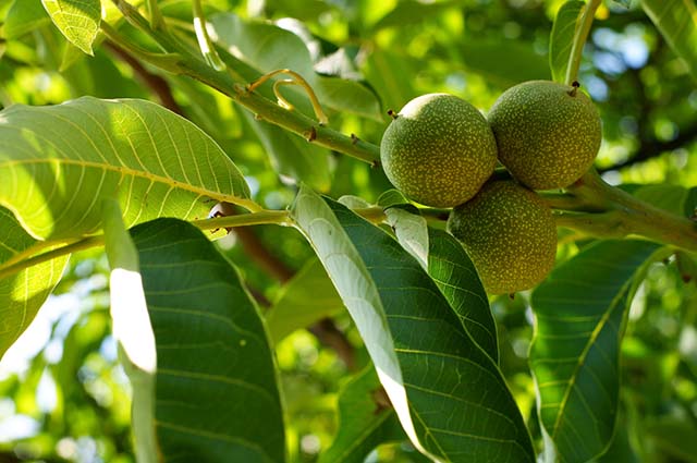 Зеленые плоды грецкого ореха