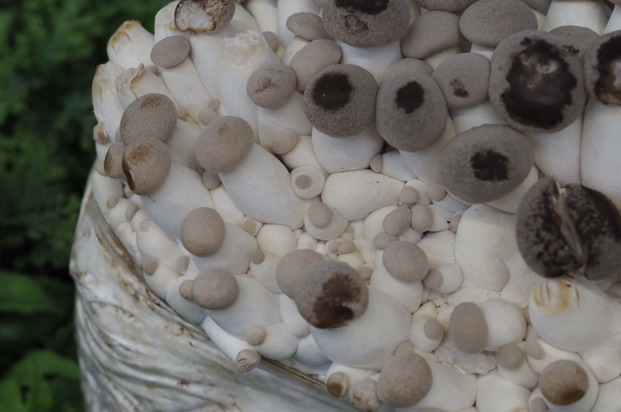 Фото мицелия гриб шиитаке