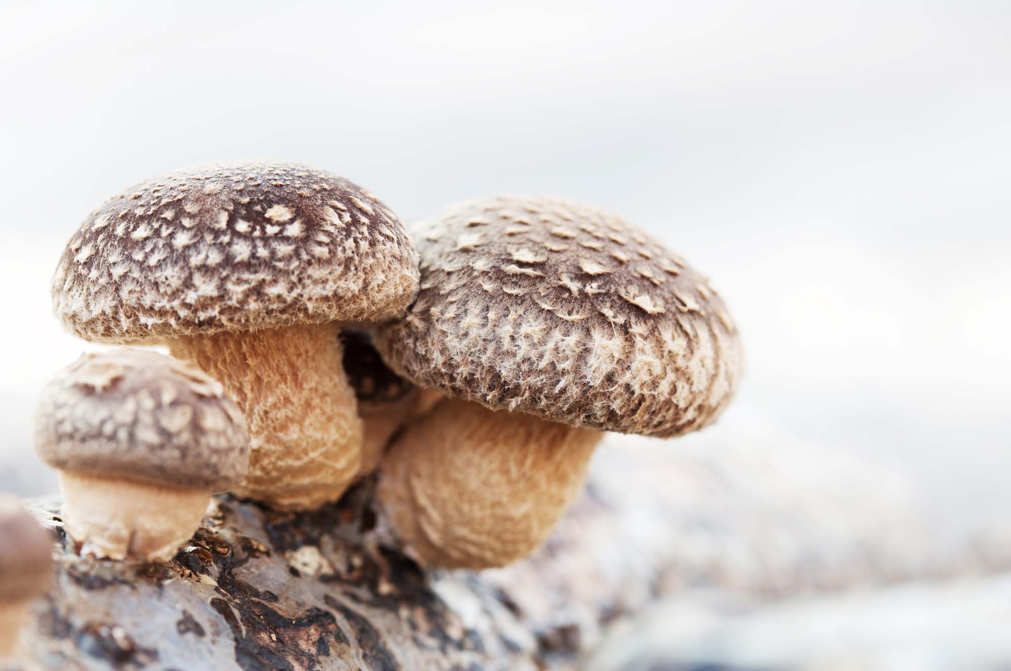 Взрослый гриб шиитаке