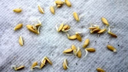 Выращивание огурцов на любимой даче и не только — посадка семян