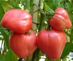 Выращивание помидоров без болезней — несколько практических советов