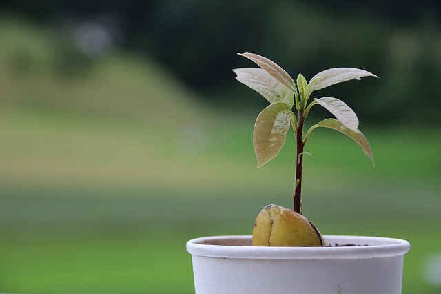 Как вырастить авокадо из косточки в домашних условиях, тонкости ухода