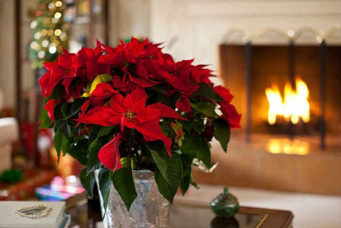 Рождественская звезда – цветок, символизирующий праздник