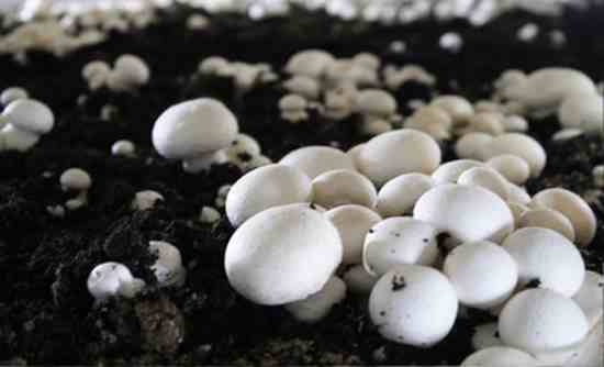 Инструкция по выращиванию грибов шампиньонов в домашних условиях